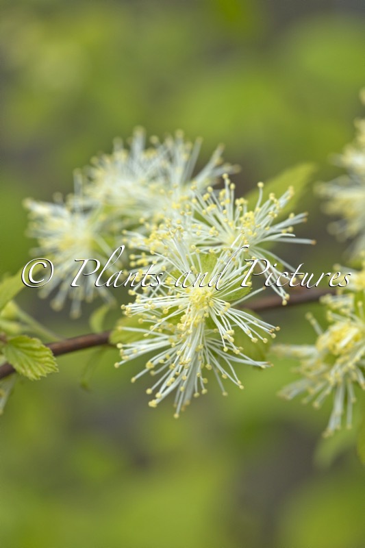 Neviusia alabamensis