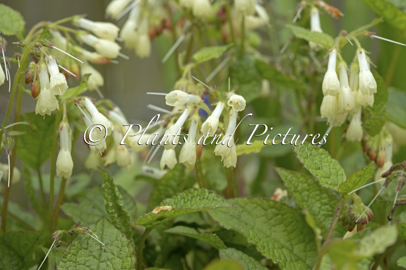Symphytum grandiflorum