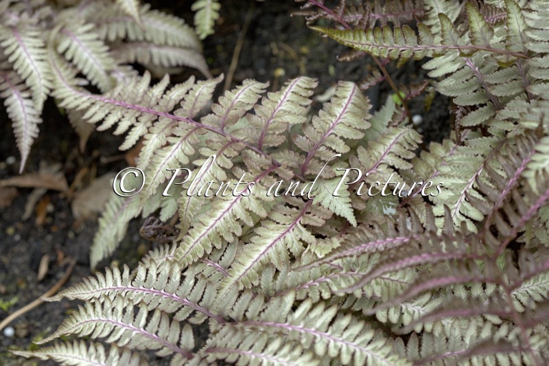 Athyrium niponicum ‘Pictum’