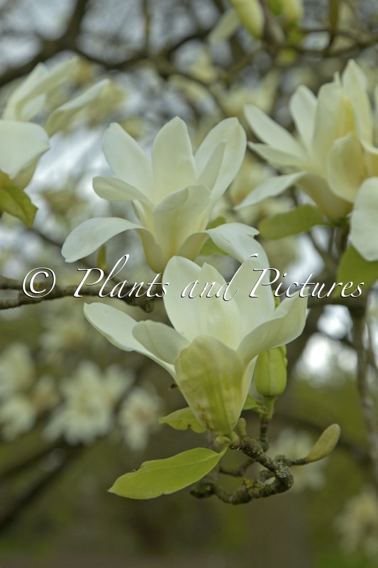 Magnolia ‘Sundance’