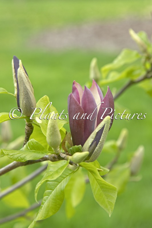 Magnolia brooklynensis ‘Black Beauty’