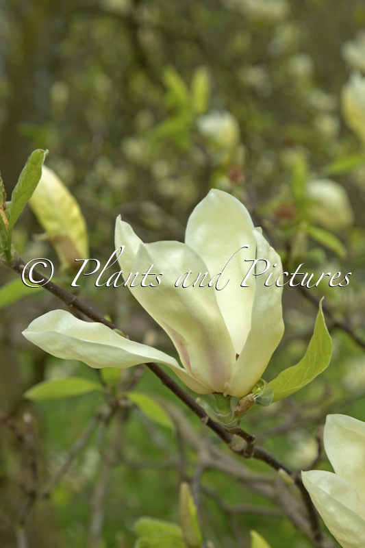 Magnolia ‘Yellow Lantern’