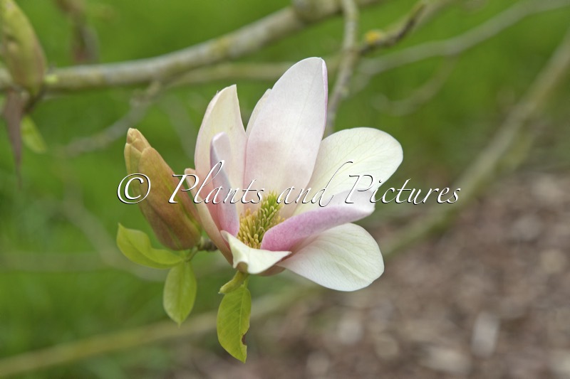 Magnolia ‘Coral Lake’