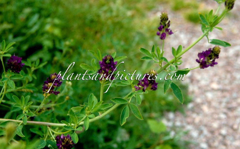 Medicago varia