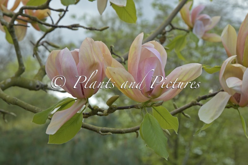 Magnolia ‘Apricot Brandy’