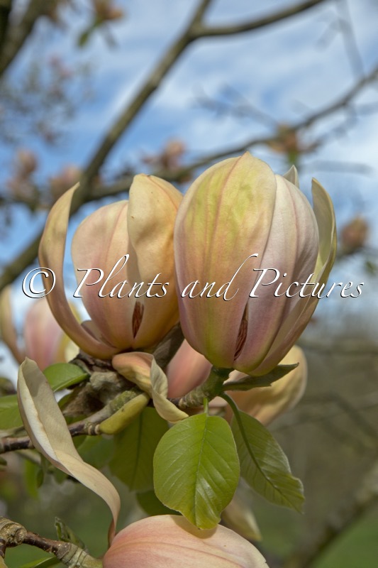 Magnolia ‘Apricot Brandy’