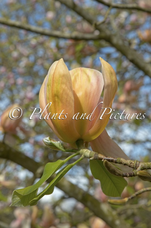 Magnolia ‘Apricot Brandy’