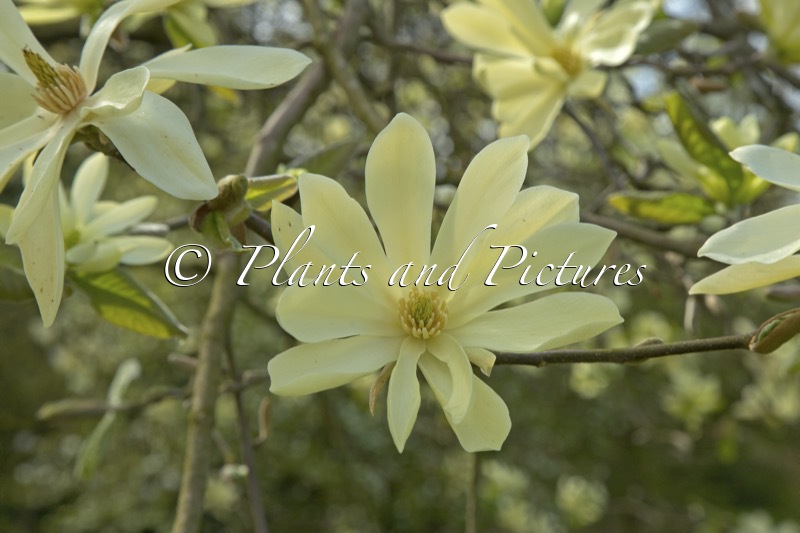 Magnolia ‘Gold Star’