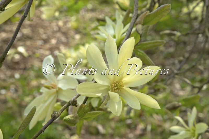 Magnolia ‘Gold Star’