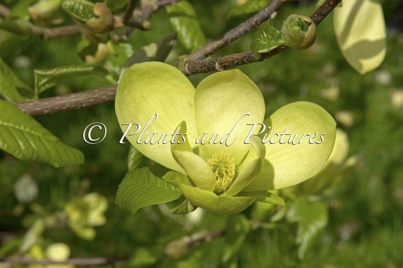 Magnolia ‘Lemon Star’