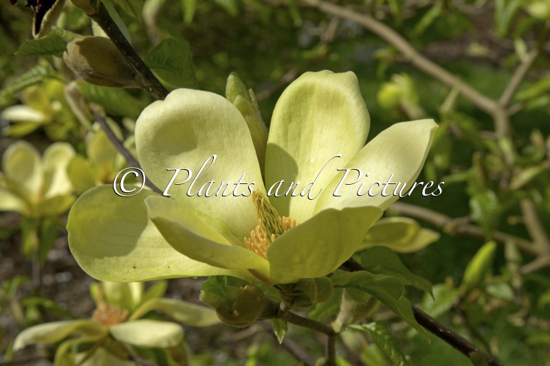 Magnolia ‘Lemon Star’