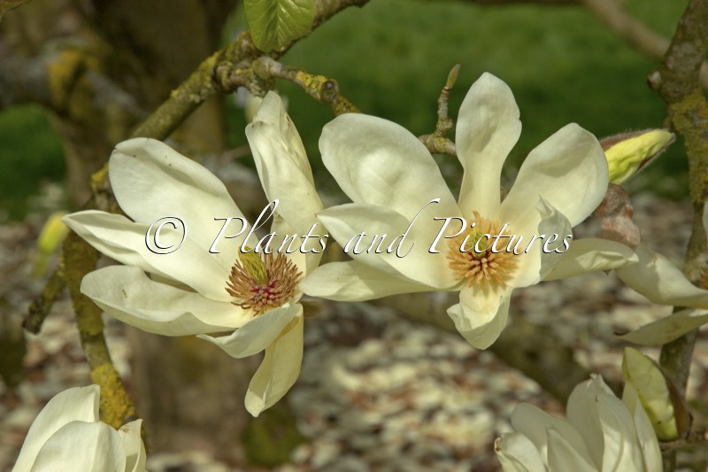 Magnolia ‘Elizabeth’