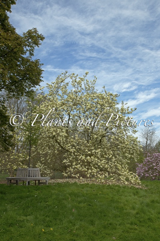 Magnolia ‘Elizabeth’
