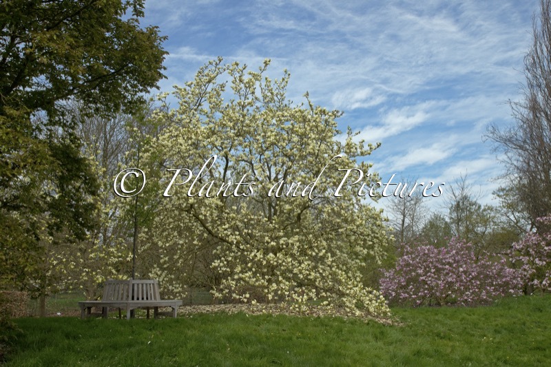 Magnolia ‘Elizabeth’