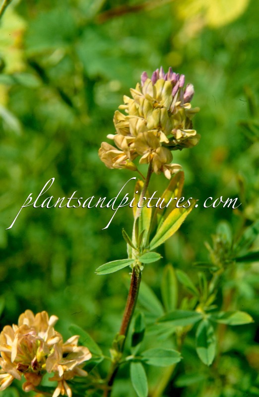 Medicago varia