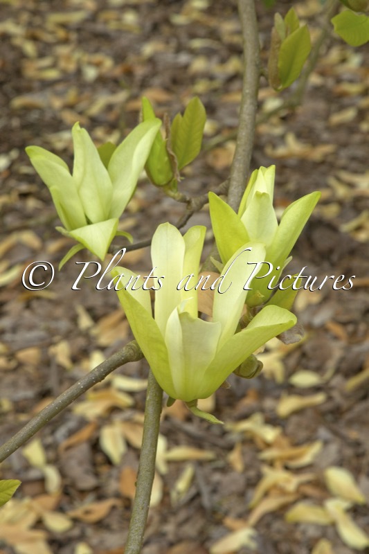 Magnolia acuminata x M. cylindrica