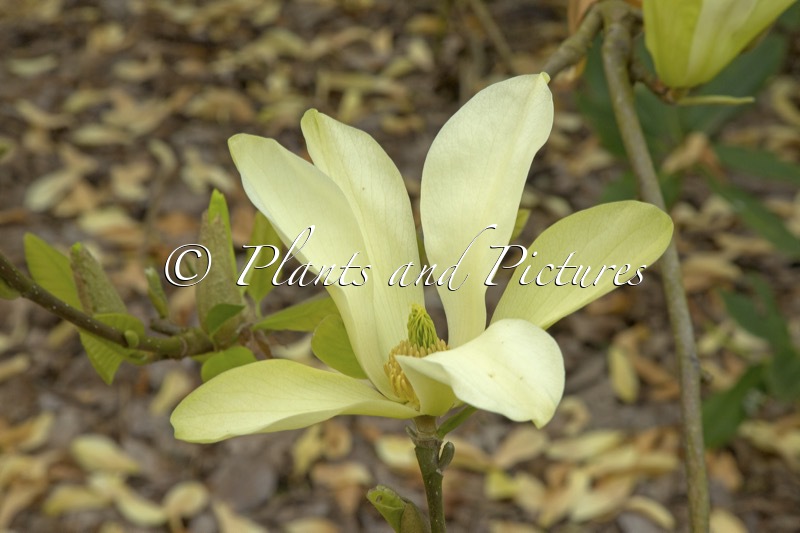 Magnolia acuminata x M. cylindrica