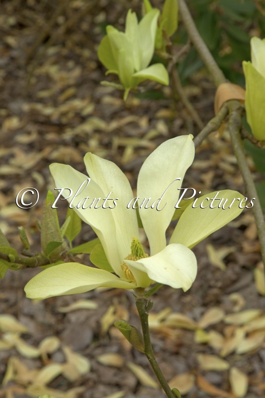 Magnolia acuminata x M. cylindrica