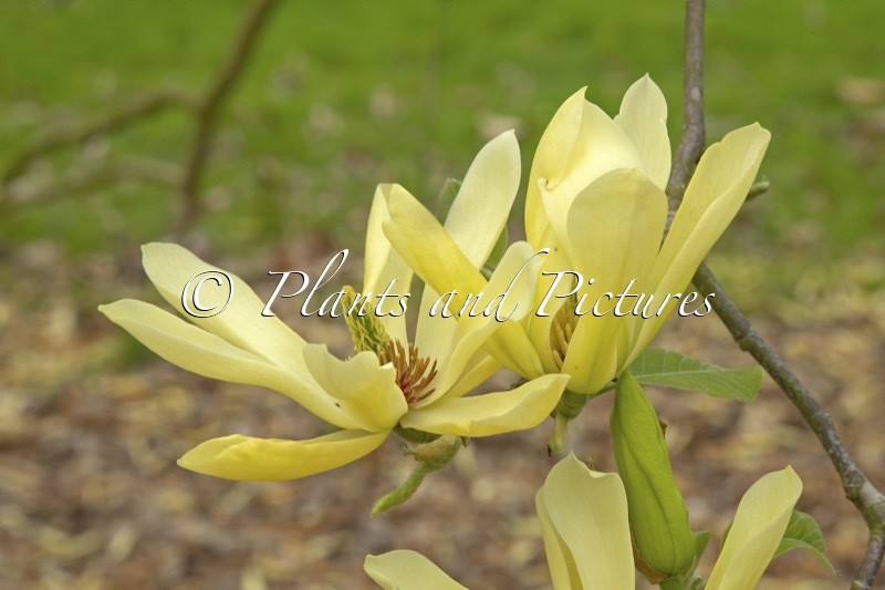 Magnolia ‘Butterflies’