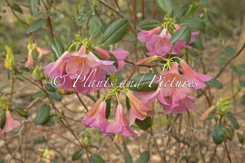 Rhododendron ‘Arthur Grumiaux’