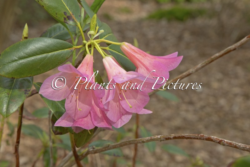 Rhododendron ‘Arthur Grumiaux’