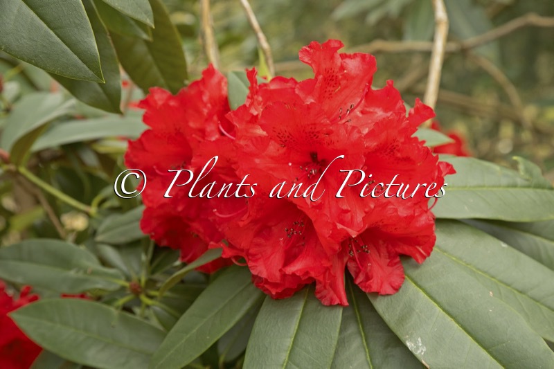 Rhododendron ‘Taurus’