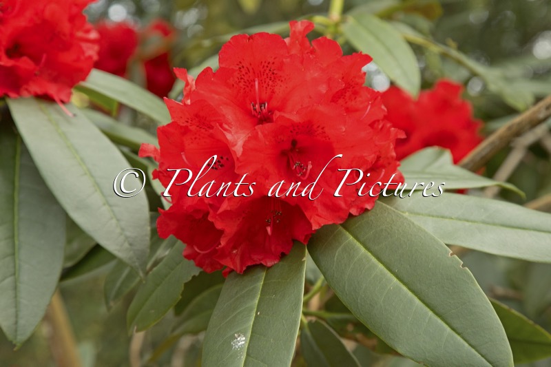 Rhododendron ‘Taurus’