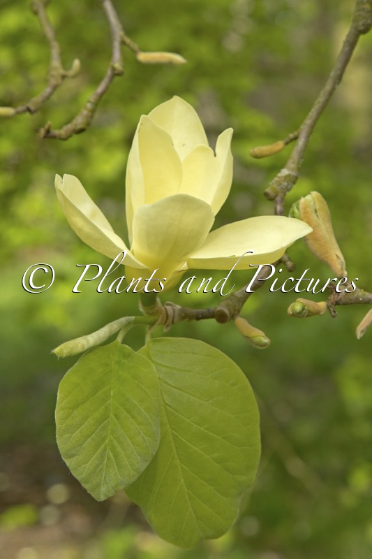 Magnolia ‘Golden Gala’