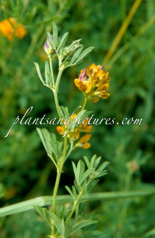 Medicago varia
