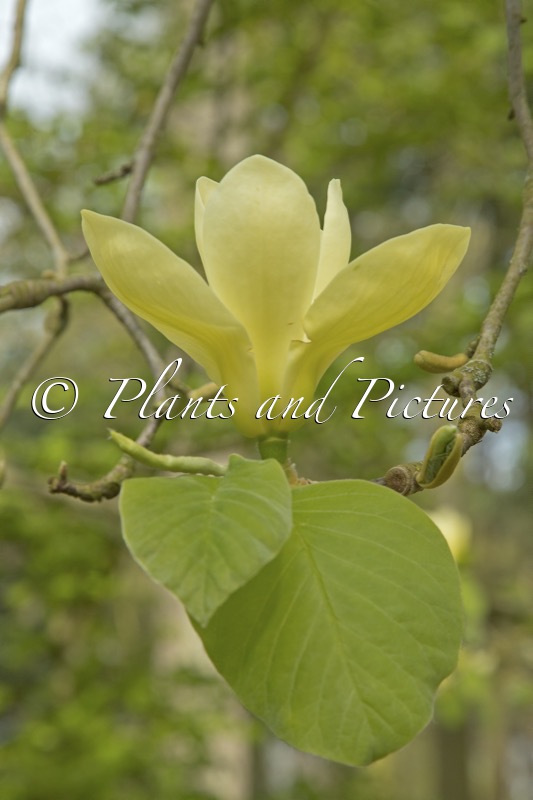 Magnolia ‘Golden Gala’