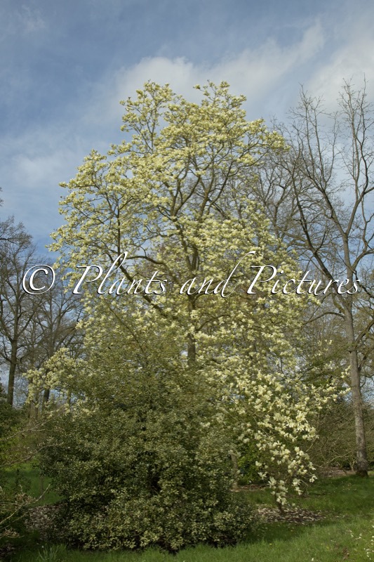 Magnolia ‘Elizabeth’