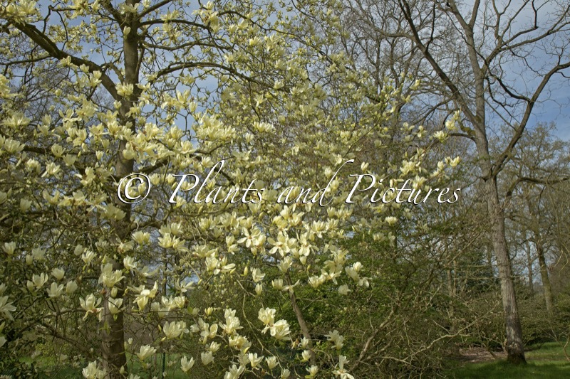Magnolia ‘Elizabeth’