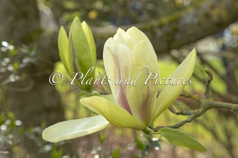 Magnolia ‘Banana Split’