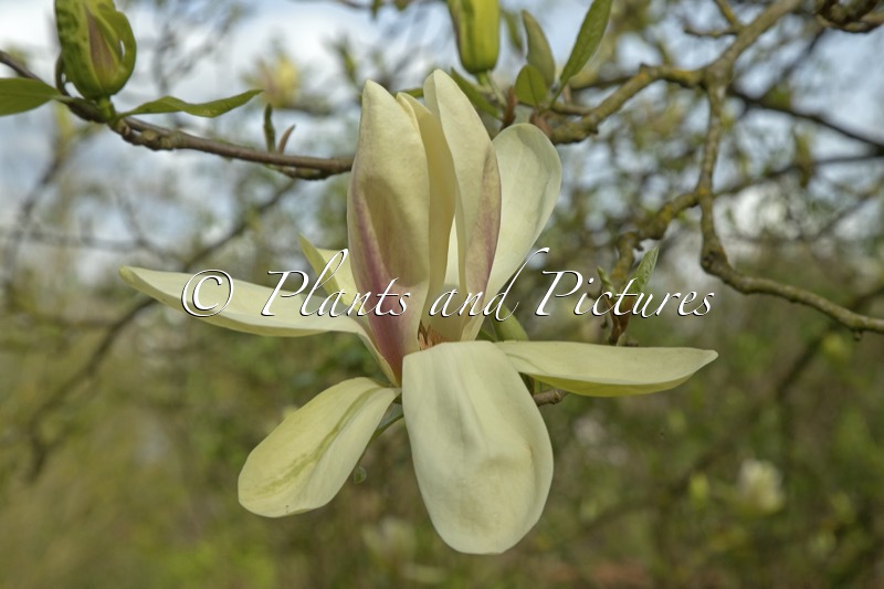 Magnolia ‘Banana Split’