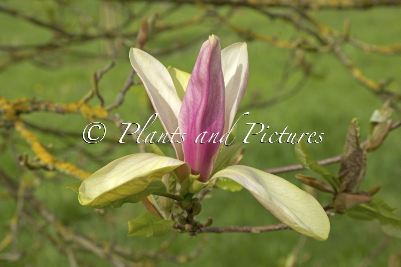 Magnolia ‘Banane Flambée’