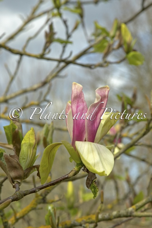 Magnolia ‘Banane Flambée’