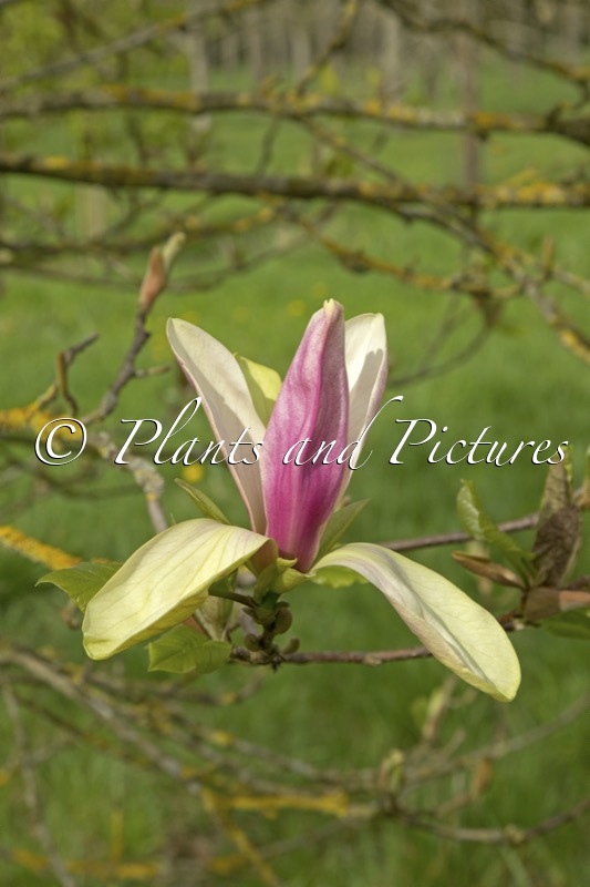 Magnolia ‘Banane Flambée’