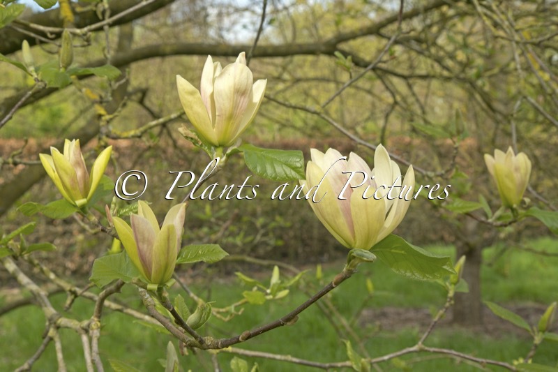 Magnolia ‘Tranquility’