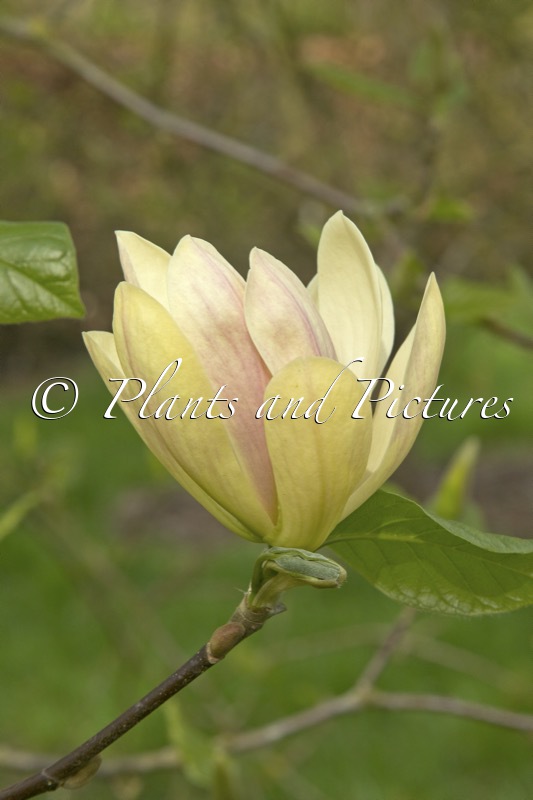 Magnolia ‘Tranquility’