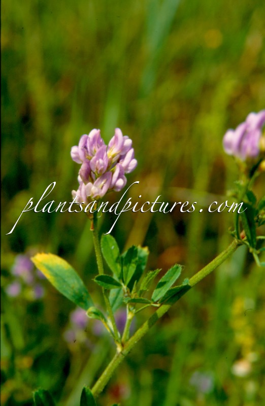 Medicago varia