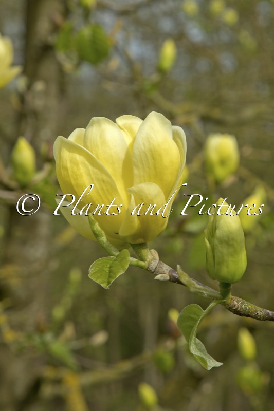 Magnolia ‘Lois’