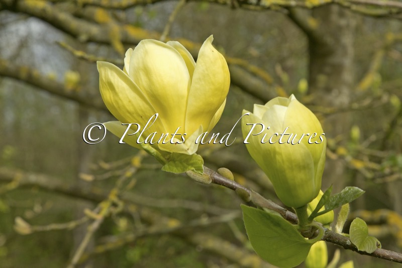 Magnolia ‘Lois’
