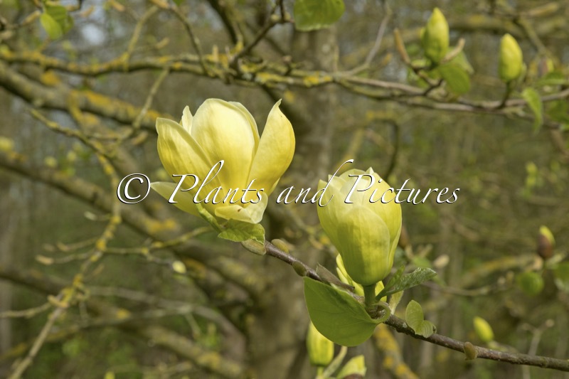 Magnolia ‘Lois’