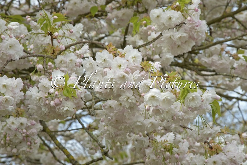 Prunus ‘Amayadori’