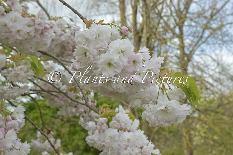 Prunus ‘Amayadori’