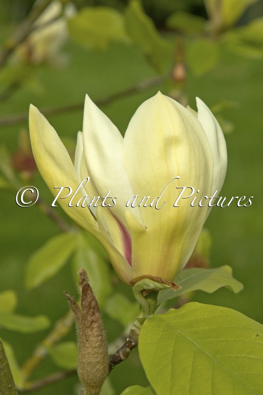 Magnolia ‘Suntown’