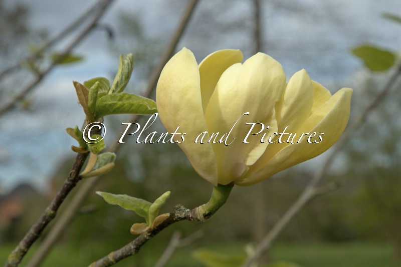 Magnolia ‘Honey Tulip’