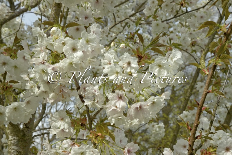 Prunus ‘Shizuka’