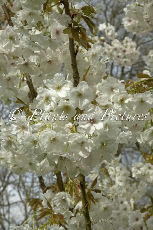 Prunus ‘Shizuka’