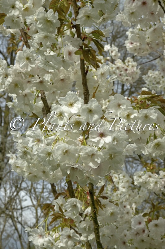Prunus ‘Shizuka’